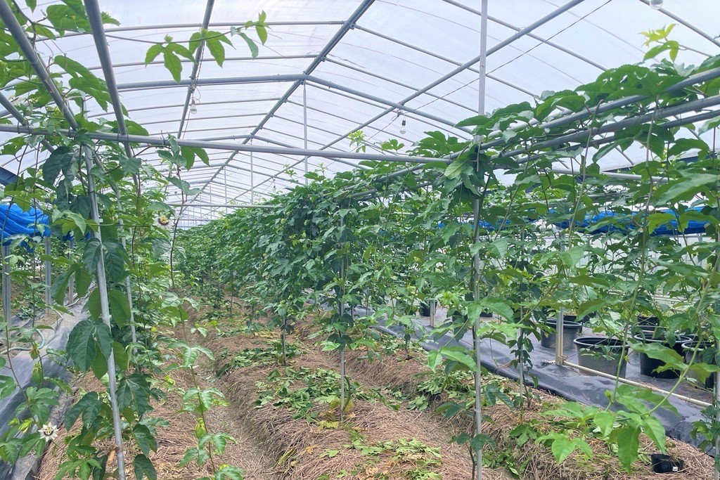 【5月中旬以降順次出荷】パッションフルーツ ご家庭用　1kg 【送料込】の詳細画像