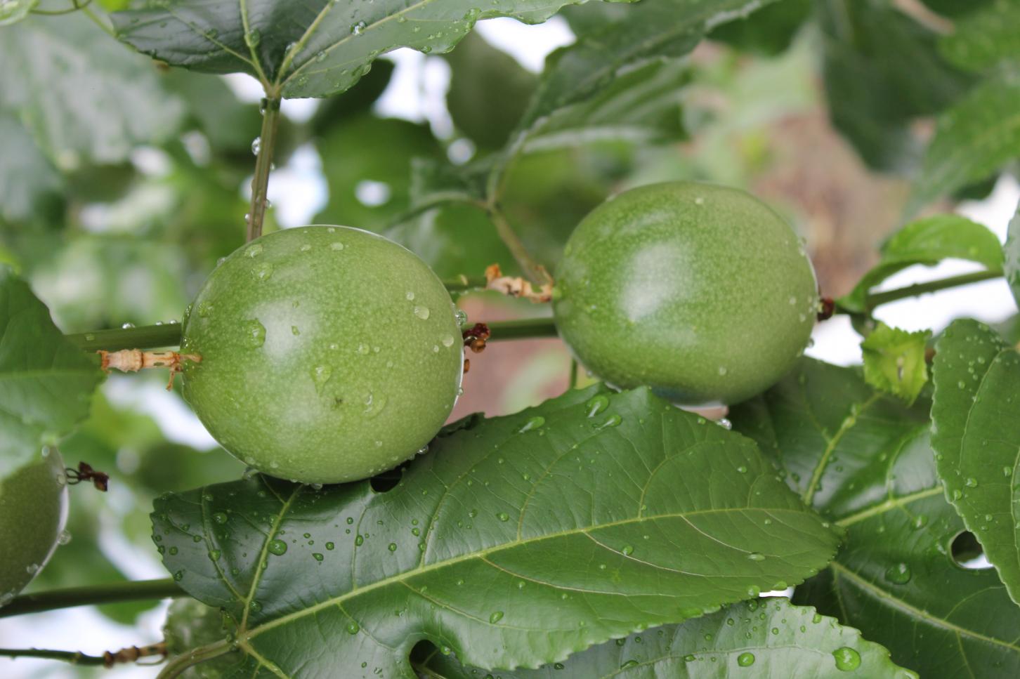 【5月中旬以降順次出荷】パッションフルーツ ご家庭用　1kg 【送料込】の詳細画像