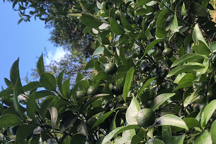 青切シークヮーサー入り四季柑500mlの詳細画像 青切シークヮーサー入り四季柑500mlの詳細画像