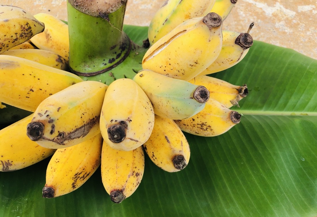 【現在出荷休止中】沖縄県産　ぐしちゃん銀バナナ　約2kg　送料込