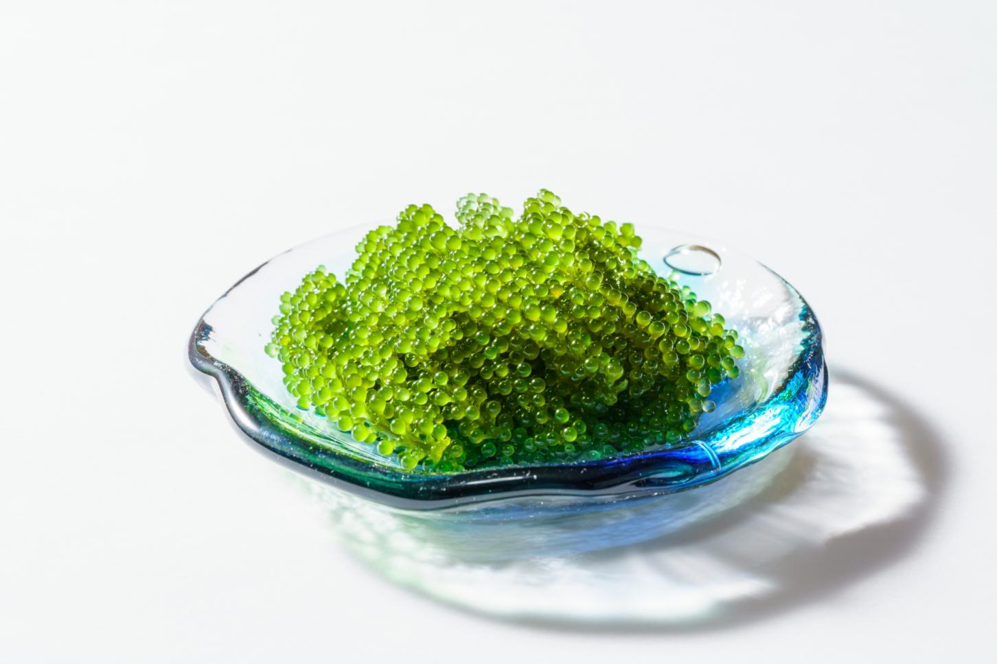 南城市産 海ぶどう 500g 【送料込】の詳細画像 南城市産 海ぶどう 500g 【送料込】の詳細画像