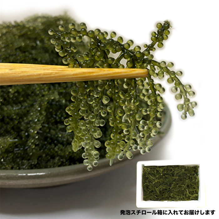 南城市産 海ぶどう 500g 【送料込】の詳細画像 南城市産 海ぶどう 500g 【送料込】の詳細画像